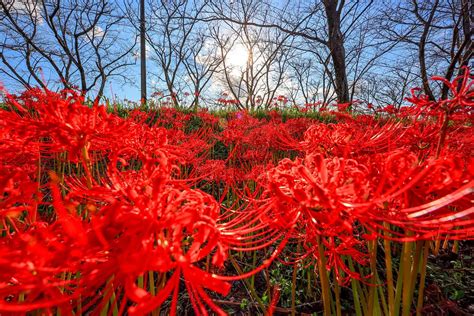 彼岸花 開花|彼岸花の名所42選！有名な群生地や各地の隠れスポッ。